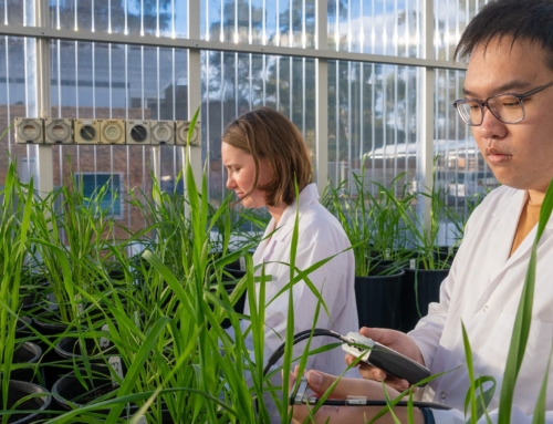 Assessing how wheat responds to climate change